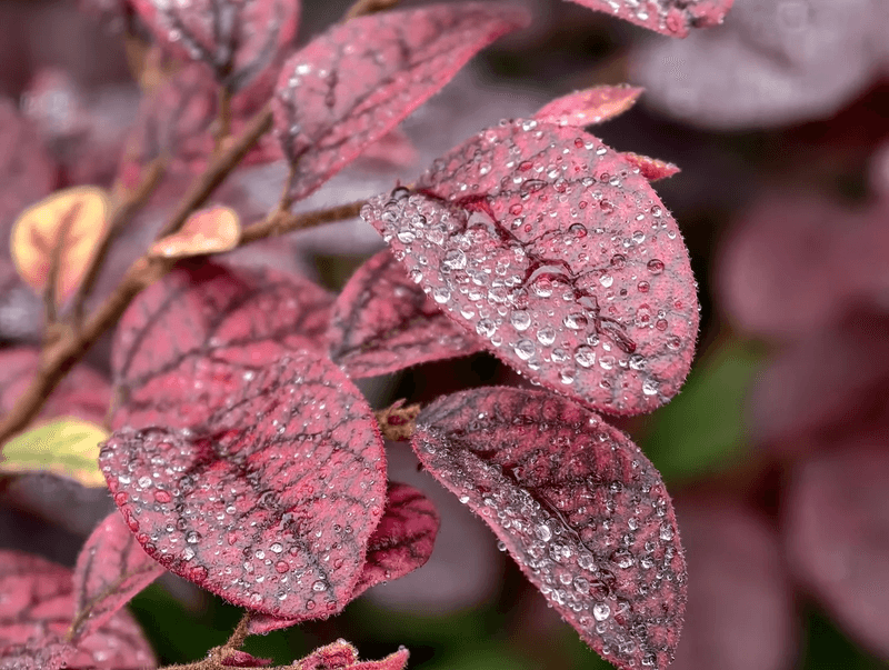 The Vivo X300 Pro's camera capabilities, particularly its zoom, have received high marks. image 20