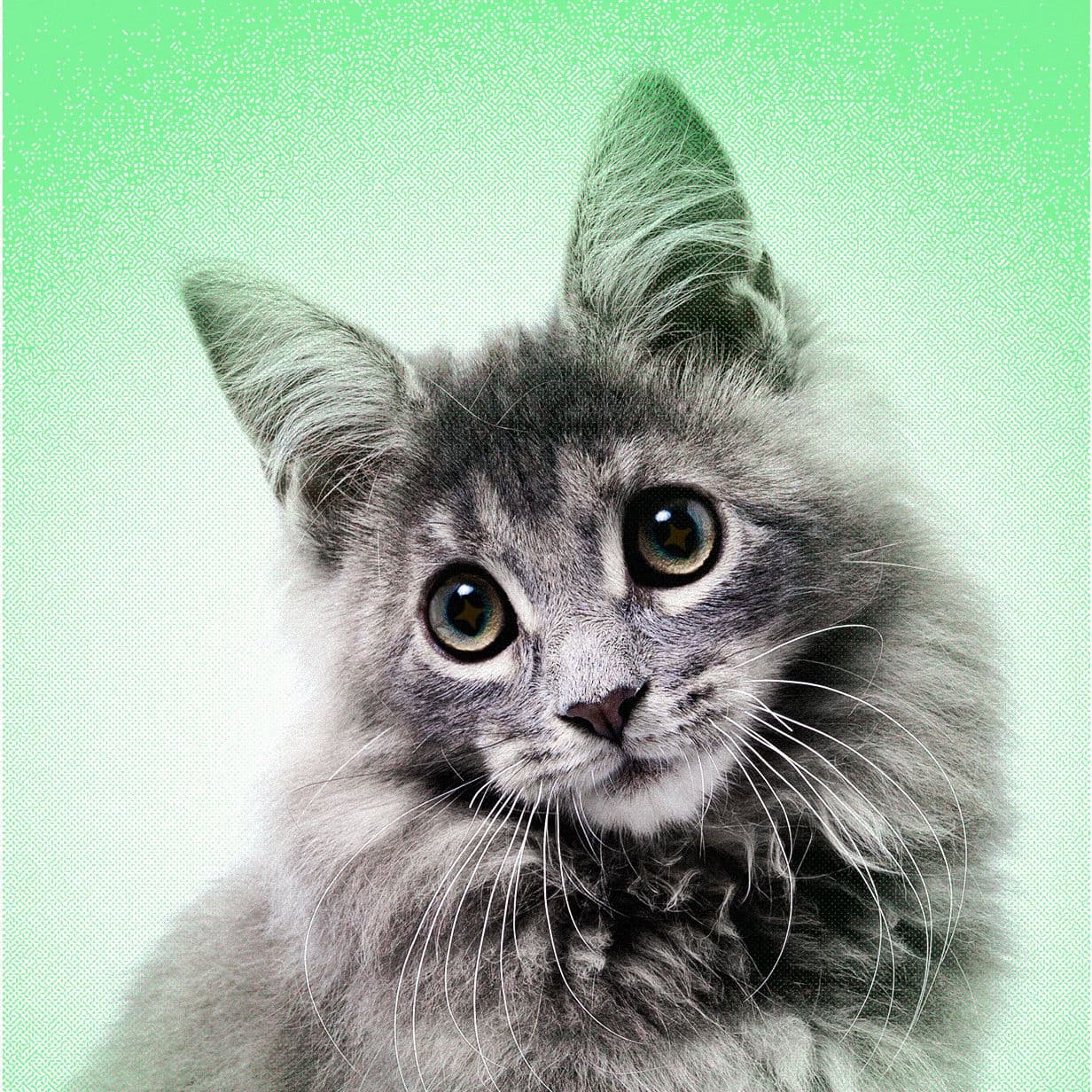 AI Slop Is Ruining Cute Animals on the Internet - WIRED image 2