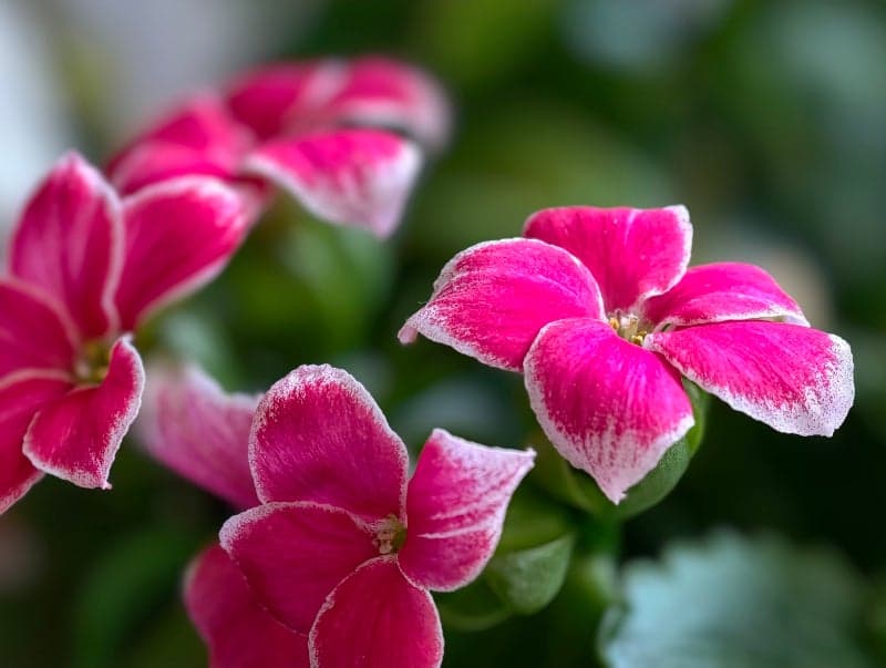 The Vivo X300 Pro's camera capabilities, particularly its zoom, have received high marks. image 21