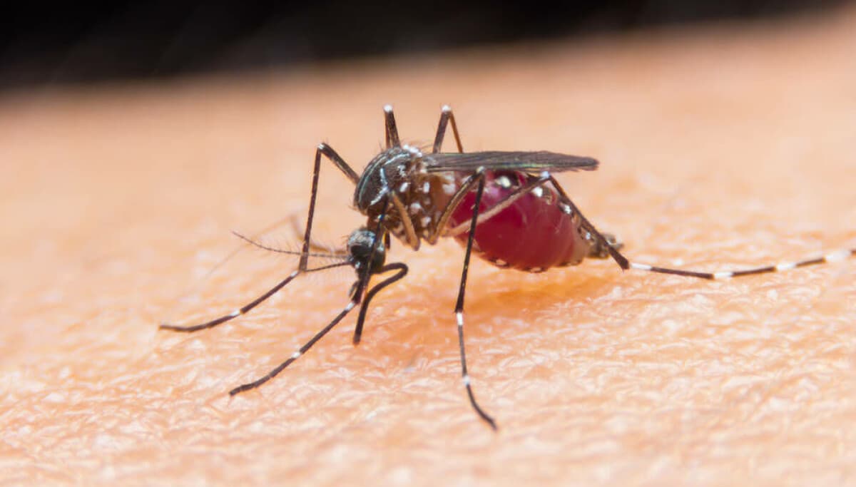 $1K laser mosquito zapper promises precision strikes as backers itch for answers - The Register