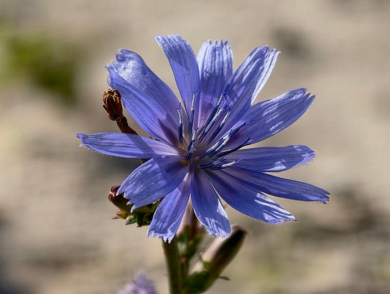 The Vivo X300 Pro's camera capabilities, particularly its zoom, have received high marks. image 22