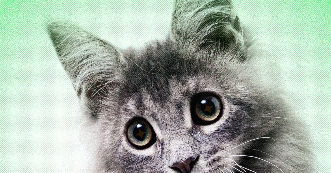 AI Slop Is Ruining Cute Animals on the Internet - WIRED
