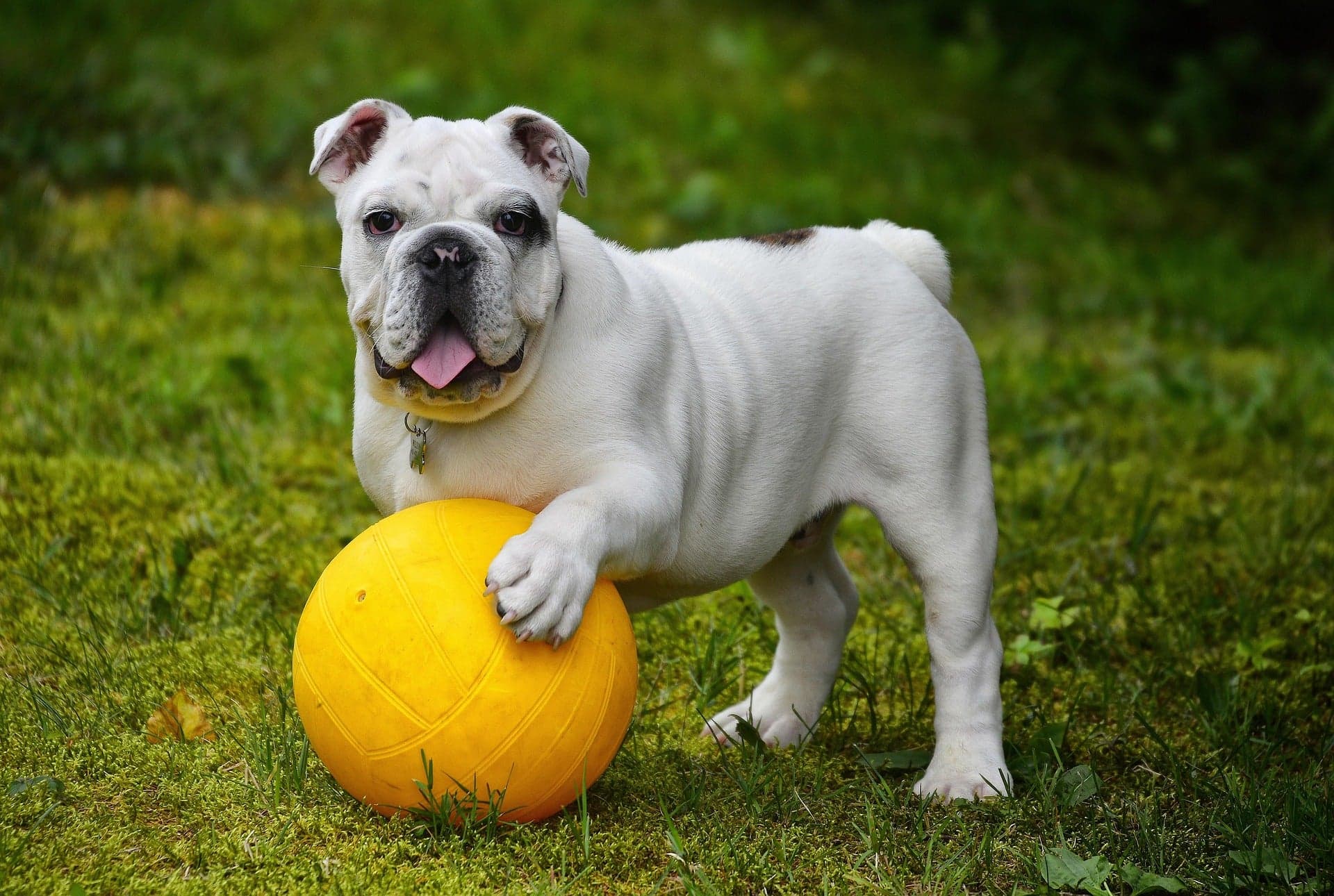 Samsung's Galaxy phones now feature a new feature that allows users to monitor their dog's health and detect unusual behaviors.